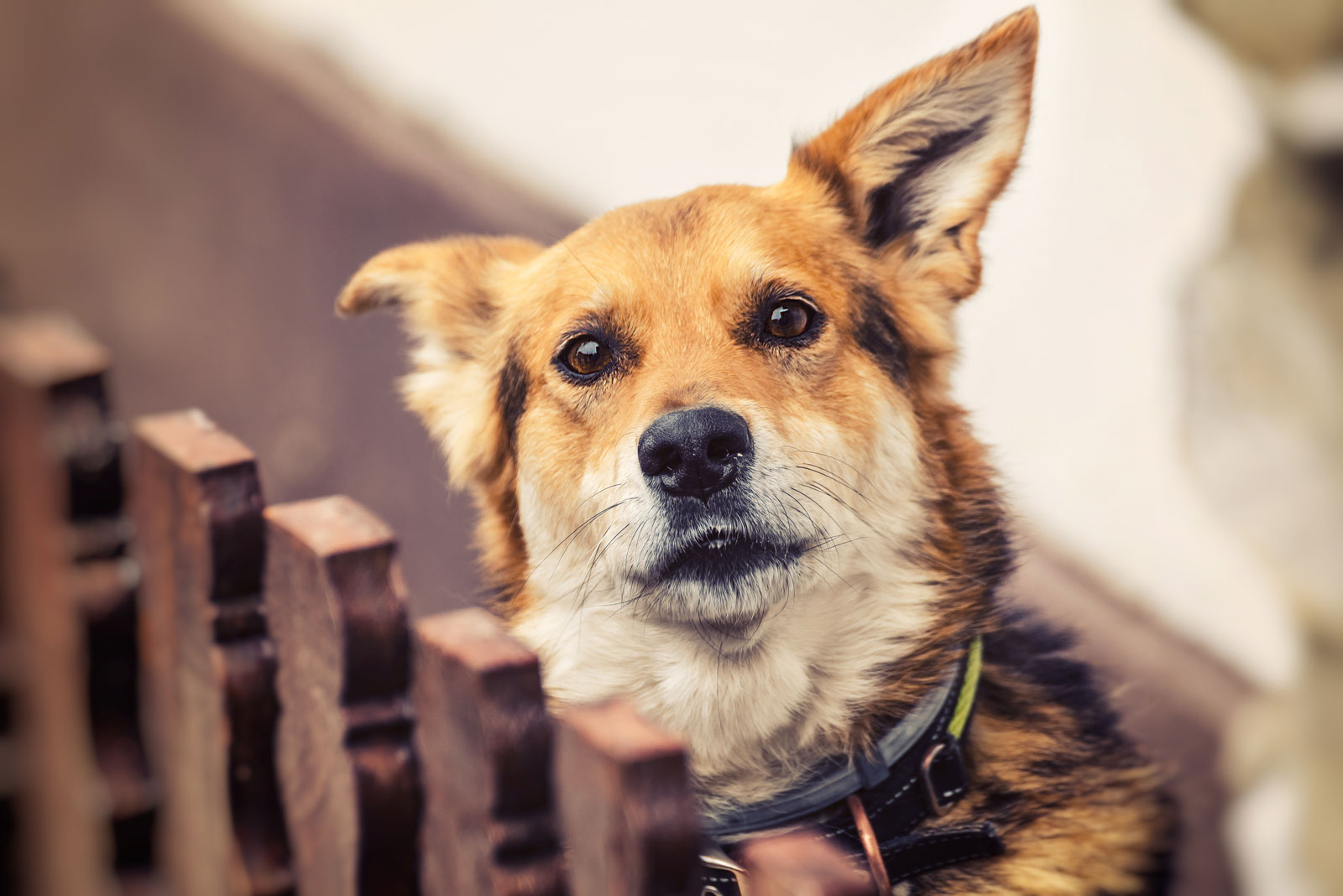 Dog looking over fence