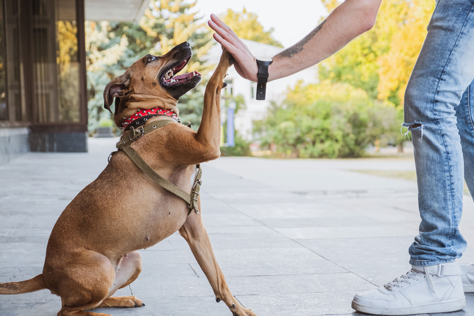 Dog high five